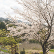 A mature Yoshino flowering cherry tree in full bloom with masses of pale pink-white blossoms, set against forested hills and a hazy sky, with green shrubs and a lantern post below.