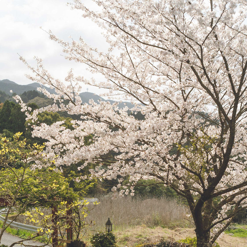 A mature Yoshino flowering cherry tree in full bloom with masses of pale pink-white blossoms, set against forested hills and a hazy sky, with green shrubs and a lantern post below.