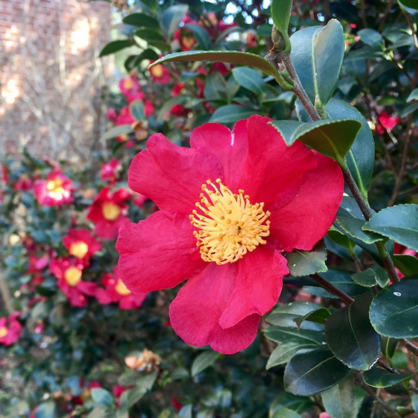 Close-up of a Yuletide Camellia flower with overlapping crimson-red petals surrounding a dense cluster of golden-yellow stamens, set against glossy dark green foliage and more blooms in the blurred background.