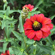 A red Peruvian Blend zinnia in full bloom with a golden-yellow and dark central disc, shown beside an unopened bud, surrounded by green foliage in the garden.