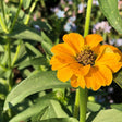 Close-up of a single orange zinnia bloom with layered petals and a textured brown-and-yellow centre, its hairy green stem in sharp focus against a softly blurred backdrop of foliage and pale purple flowers.