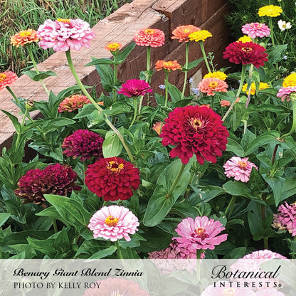 Vibrant blooming pink, red, yellow, and magenta zinnia flowers planted in a garden bed in front of a brick wall for Benary's Giant Blend Zinnia Seeds, with photography credited to Kelly Roy for Botanical Interests.