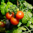 Close-up of a tomato truss bearing three glossy red, round fruit and a smaller green one still ripening, surrounded by textured green foliage in bright sunlight.