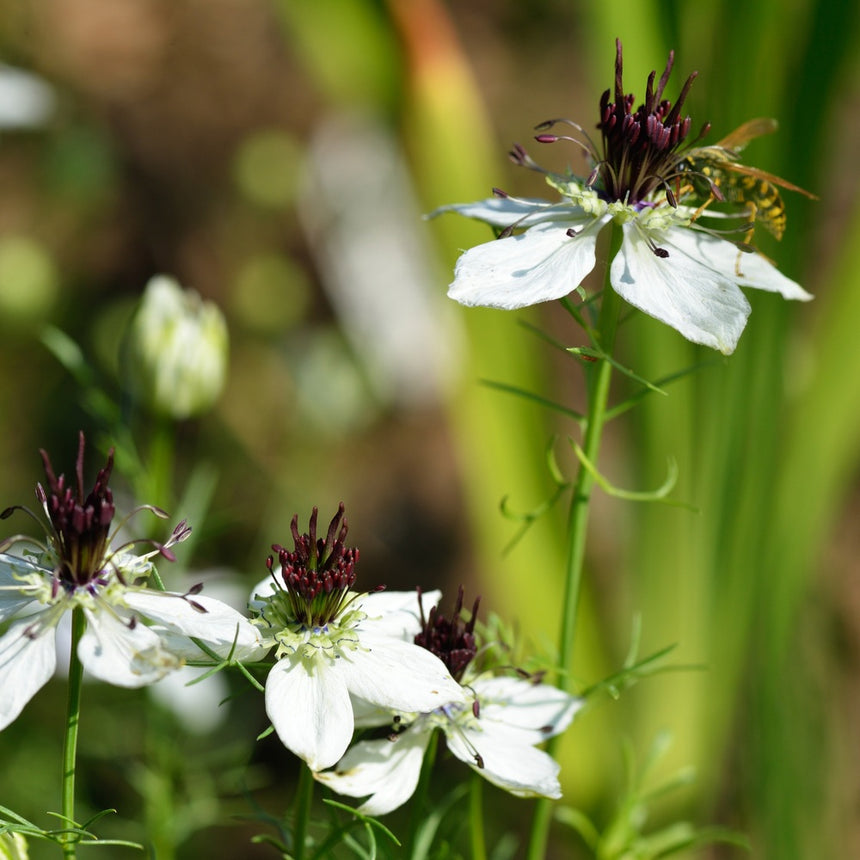 White African Bride love-in-a-mist flowers with dark maroon stamens and feathery green foliage, one bloom visited by a small striped wasp, set against a soft green garden backdrop.
