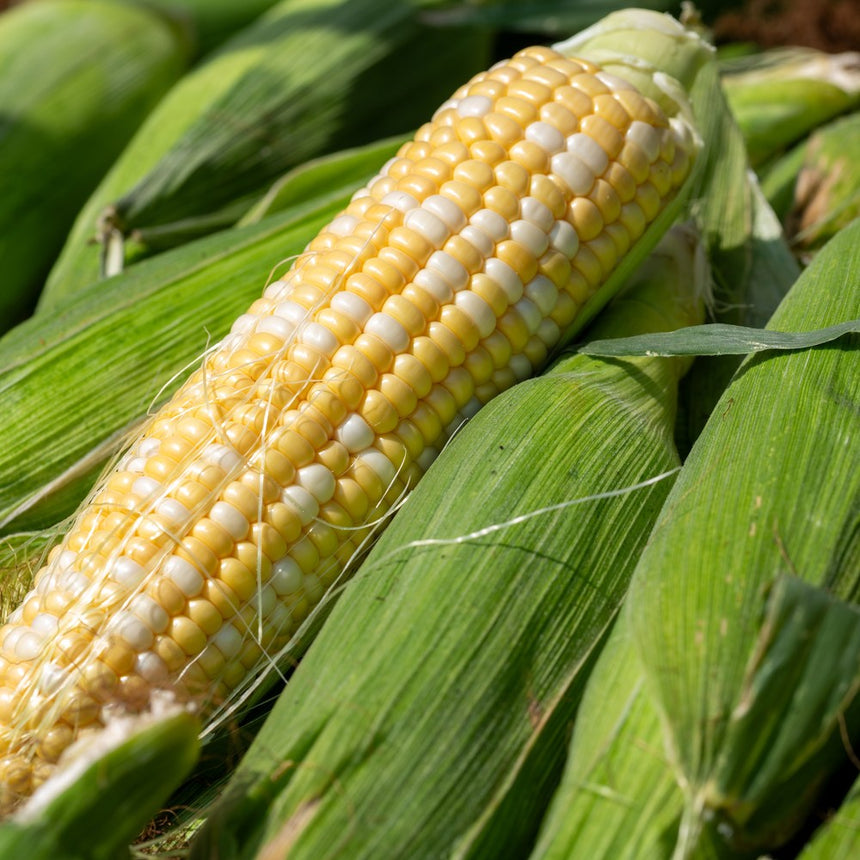 Close-up of a partly husked ear of Ambrosia sweet corn showing plump bicolour yellow and white kernels with pale silk strands, resting on a pile of green husked cobs.