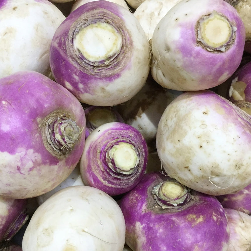 Close-up of freshly harvested purple top rutabagas piled together, each round root showing a white lower half, a purple-tinged upper skin, and a trimmed stem scar at the crown.