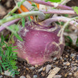 Close-up of a purple-topped rutabaga bulb still in the ground, its rounded root showing pale flesh streaked with soil, surrounded by leafy stems and gravelly earth.