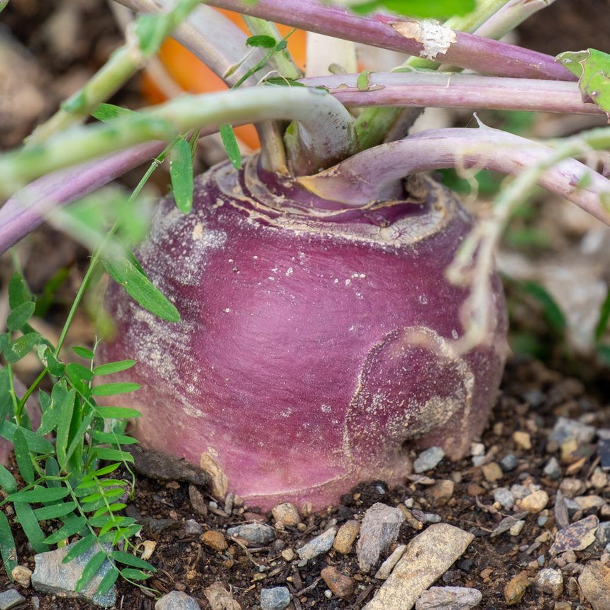 Close-up of a purple-topped rutabaga bulb still in the ground, its rounded root showing pale flesh streaked with soil, surrounded by leafy stems and gravelly earth.