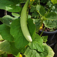 A pale green, ribbed Armenian cucumber curves down through broad foliage on a climbing vine, still attached with visible tendrils and a yellow flower nearby.