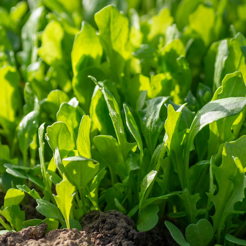 Close-up of young arugula plants with lobed, bright green leaves growing densely in soil, backlit by sunlight that highlights their glossy texture.