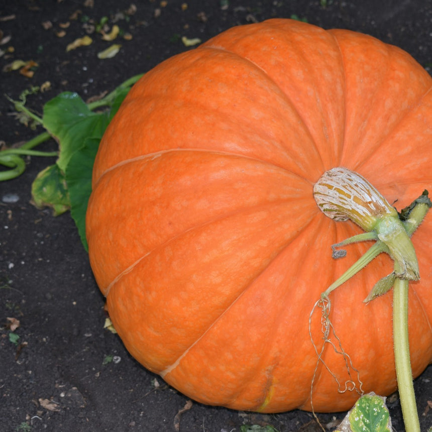 Large ribbed orange pumpkin ripening on dark soil, still attached by its thick pale stem and curling tendrils with a few green leaves nearby.