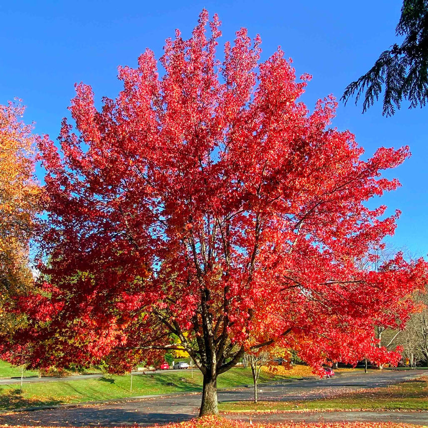 A mature Autumn Blaze Red Maple displays a full, rounded canopy of vivid scarlet foliage against a clear blue sky, its fallen leaves scattered across the grass and pavement below.
