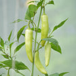 Pale yellow-green banana peppers, still unripe and slightly curved, hang in clusters from a leafy pepper plant supported by a garden stake and string.