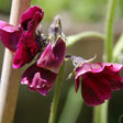 Close-up of deep burgundy sweet pea blooms with ruffled, translucent petals hanging from a vine, supported by a bamboo cane against a softly blurred green garden background.