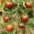 Close-up of fresh mahogany and green-striped Beefy Purple Bush Tomatoes ripening on leafy green vines.