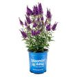 Butterfly bush with tall spiky purple flower clusters and green foliage, potted in a blue "Bloomin' Easy" branded container against a white background.
