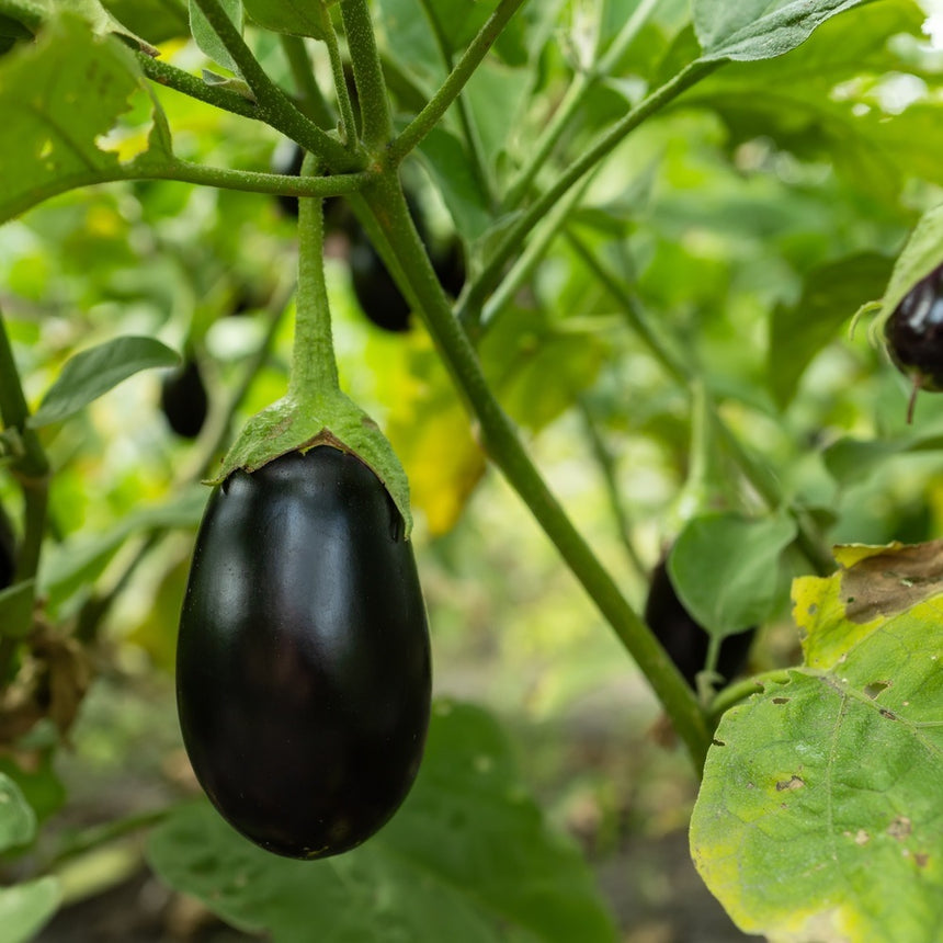 A glossy dark purple eggplant hangs ripe on its stem amid green leaves, with several more developing fruits visible in the blurred foliage behind it.