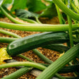 Close-up photo of a glossy green Black Beauty zucchini growing on a leafy vine in the garden.