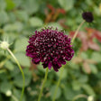 Deep maroon pincushion-shaped scabiosa flower with clusters of pale, star-like anthers atop slender stems, set against a softly blurred green garden background with a spent bloom nearby.