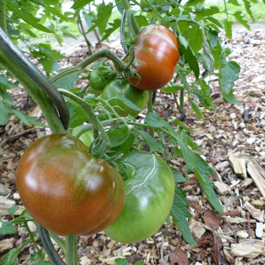 Black Krim tomatoes ripening on the vine, showing dusky reddish-brown fruit streaked with green alongside still-unripe green tomatoes, surrounded by leaves and a wood-chip mulched bed.