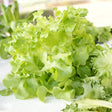 Close-up of freshly harvested Black Seeded Simpson leaf lettuce, showing loose, ruffled light-green leaves with crimped edges, sitting alongside other frilly greens on a paper-lined surface.