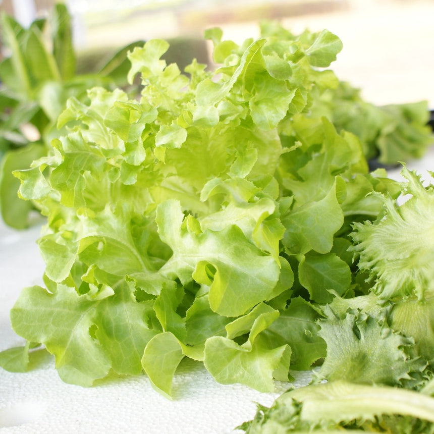 Close-up of freshly harvested Black Seeded Simpson leaf lettuce, showing loose, ruffled light-green leaves with crimped edges, sitting alongside other frilly greens on a paper-lined surface.