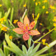 Close-up of a blackberry lily flower with six orange petals heavily speckled in deep red-maroon spots, its yellow anthers visible at the centre, growing among sword-like leaves in a garden bed dotted with small yellow wildflowers.