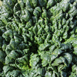 Close-up overhead photo of dark green, crinkled, savoyed Bloomsdale spinach leaves filling the frame.