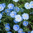 Cluster of pale blue flax flowers with white centres and yellow stamens, five delicate petals each, blooming among slender green stems and unopened seed pods.