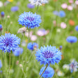 Cornflower blooms with fringed sky-blue petals and dark purple centres stand on slender stems amid a wildflower meadow blurred with pink and orange blossoms in the background.