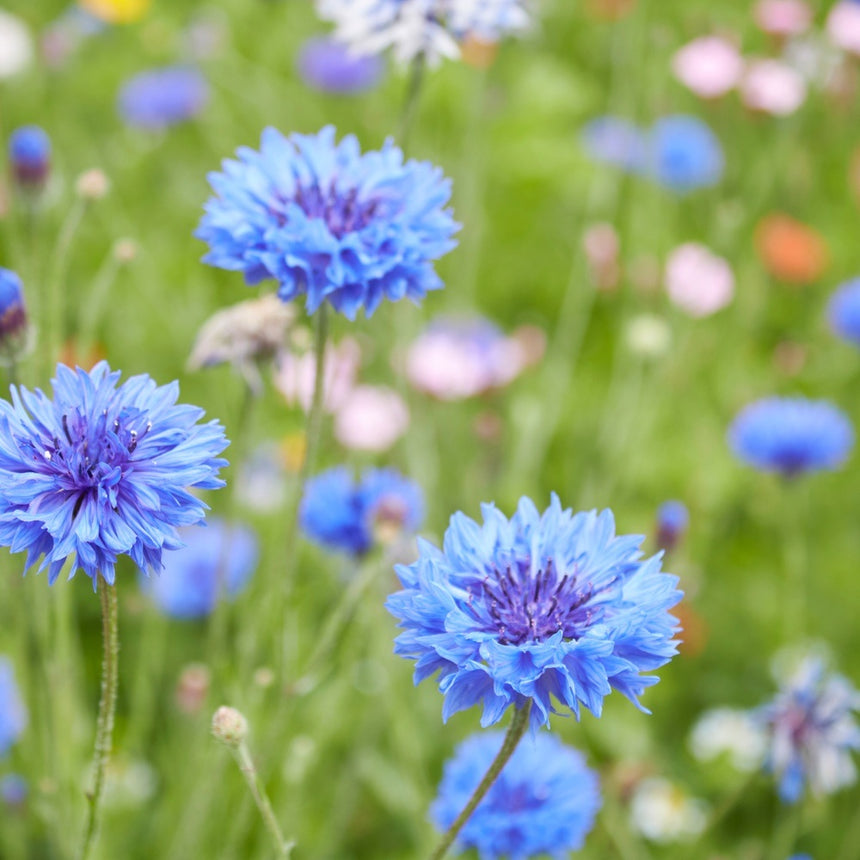 Cornflower blooms with fringed sky-blue petals and dark purple centres stand on slender stems amid a wildflower meadow blurred with pink and orange blossoms in the background.