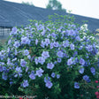 A large Rose of Sharon shrub densely covered in pale blue, semi-double flowers with darker lavender centres, growing beside a dark-roofed barn, with a brand watermark reading "Winners ColorChoice" in the corner.