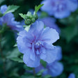 Close-up of a Blue Chiffon Rose of Sharon bloom with layered periwinkle-blue petals surrounding a lighter blue anemone-form centre, tiny white stamens, and unopened green buds above, set against blurred blue blossoms and foliage.