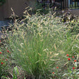 A mature clump of blue grama grass with slender green blades topped by dozens of horizontal, eyebrow-shaped seed heads, growing in a garden bed beside red globe amaranth blooms.