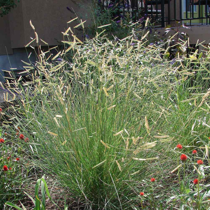 A mature clump of blue grama grass with slender green blades topped by dozens of horizontal, eyebrow-shaped seed heads, growing in a garden bed beside red globe amaranth blooms.