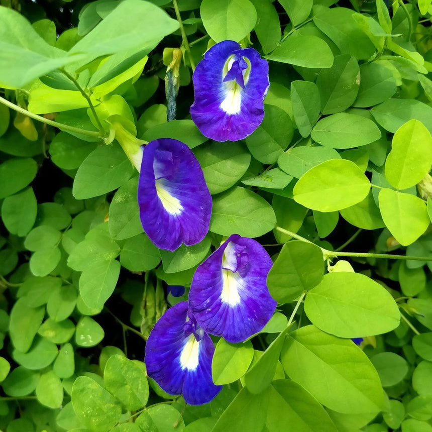 Deep indigo Blue Tea Butterfly Pea flowers surrounded by green leaves