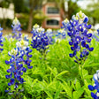 Cluster of tall bluebonnet spikes with deep purple-blue, white-tipped flowers rising from lush green foliage, with a blurred building visible in the background.