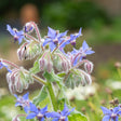 Close-up photo of star-shaped blue borage flowers and fuzzy buds, with a honeybee hovering in the bottom right corner.