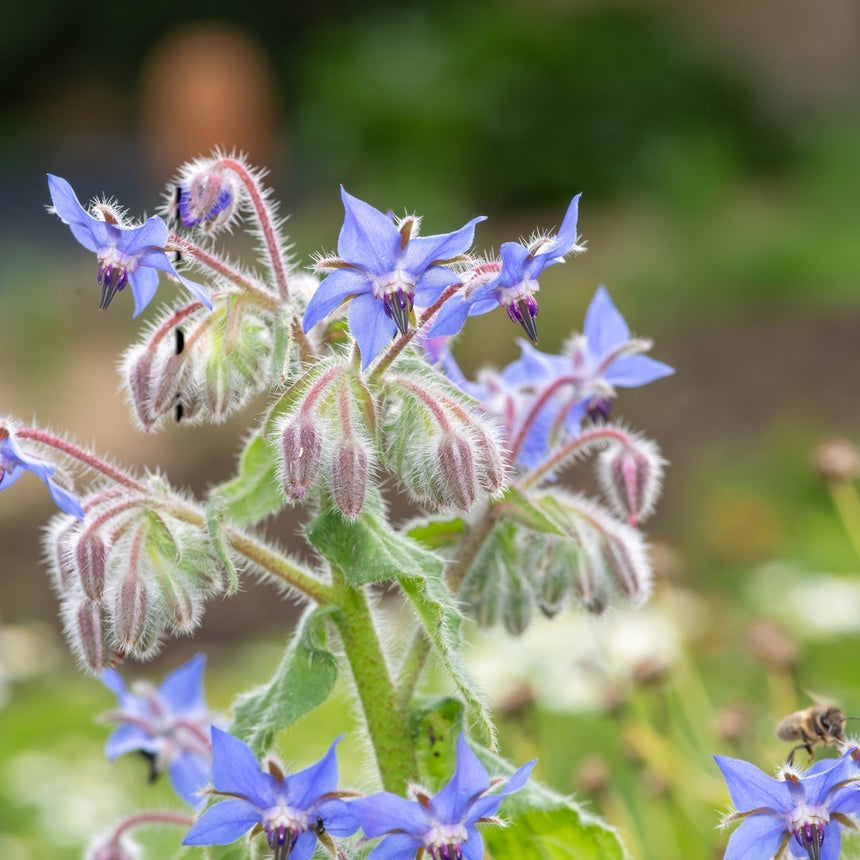 Close-up photo of star-shaped blue borage flowers and fuzzy buds, with a honeybee hovering in the bottom right corner.