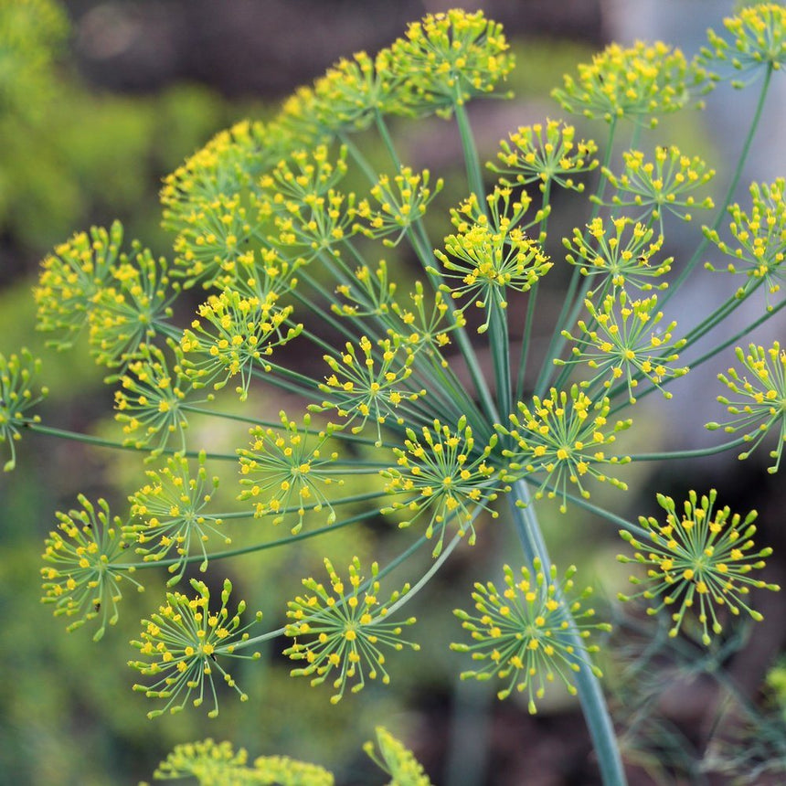 Close-up of a flowering dill plant showing its umbrella-shaped clusters of tiny yellow-green flowers radiating from thin green stalks, set against a softly blurred garden background.