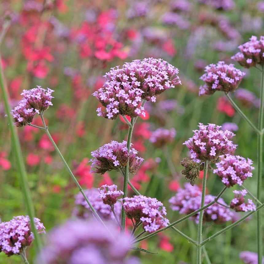 Clusters of small lilac-purple Brazilian vervain flowers atop tall slender stems, growing in a garden bed with blurred red blooms in the background.