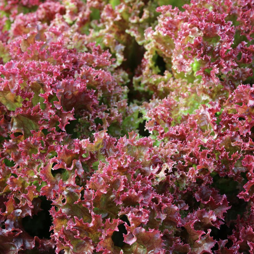 Close-up of Brentwood leaf lettuce showing tightly ruffled, frilly-edged leaves in deep burgundy-red fading to green at the base, densely packed together.