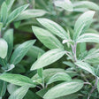 Close-up of broadleaf sage plants showing elongated, silvery-green leaves with a soft, pebbled texture and visible pale veining, clustered densely on woody stems.