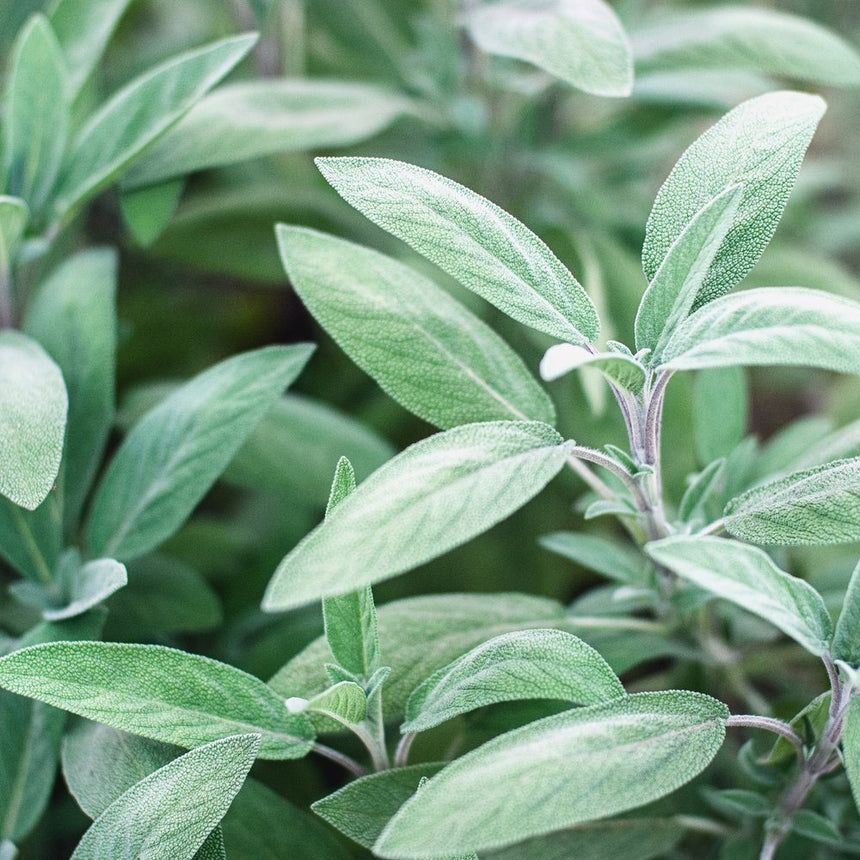 Close-up of broadleaf sage plants showing elongated, silvery-green leaves with a soft, pebbled texture and visible pale veining, clustered densely on woody stems.