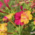 Close-up view of vibrant Broken Colors Four o'Clock blooms featuring mottled yellow and pink trumpet-shaped flowers alongside deep magenta blooms surrounded by green leaves and unopened buds.