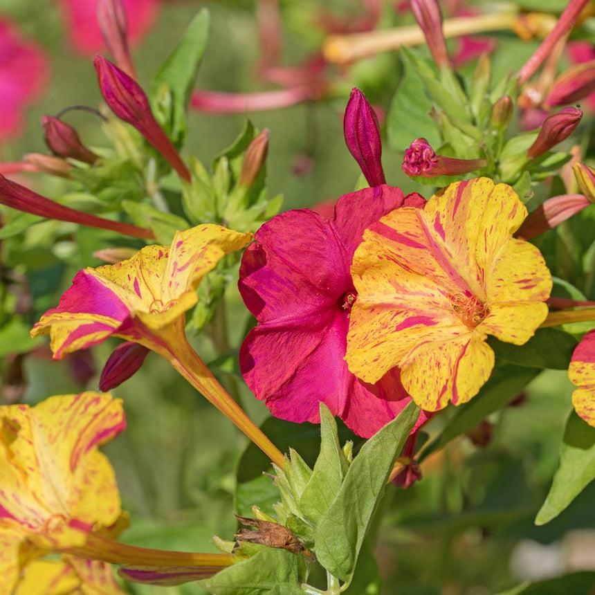 Close-up view of vibrant Broken Colors Four o'Clock blooms featuring mottled yellow and pink trumpet-shaped flowers alongside deep magenta blooms surrounded by green leaves and unopened buds.