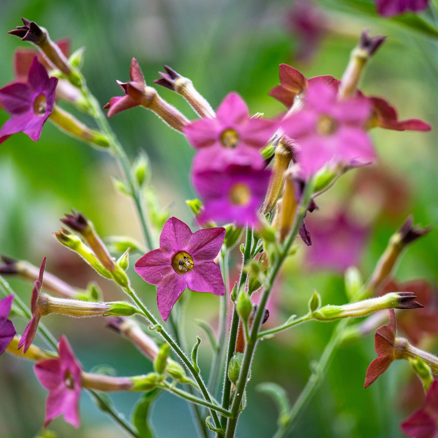 Close up photo of Bronze Queen Nicotiana flowers in a garden setting