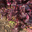 Bull's Blood beet plant with deep crimson-purple, glossy crinkled leaves growing in a rosette from dark soil scattered with dry leaves and small weed seedlings.