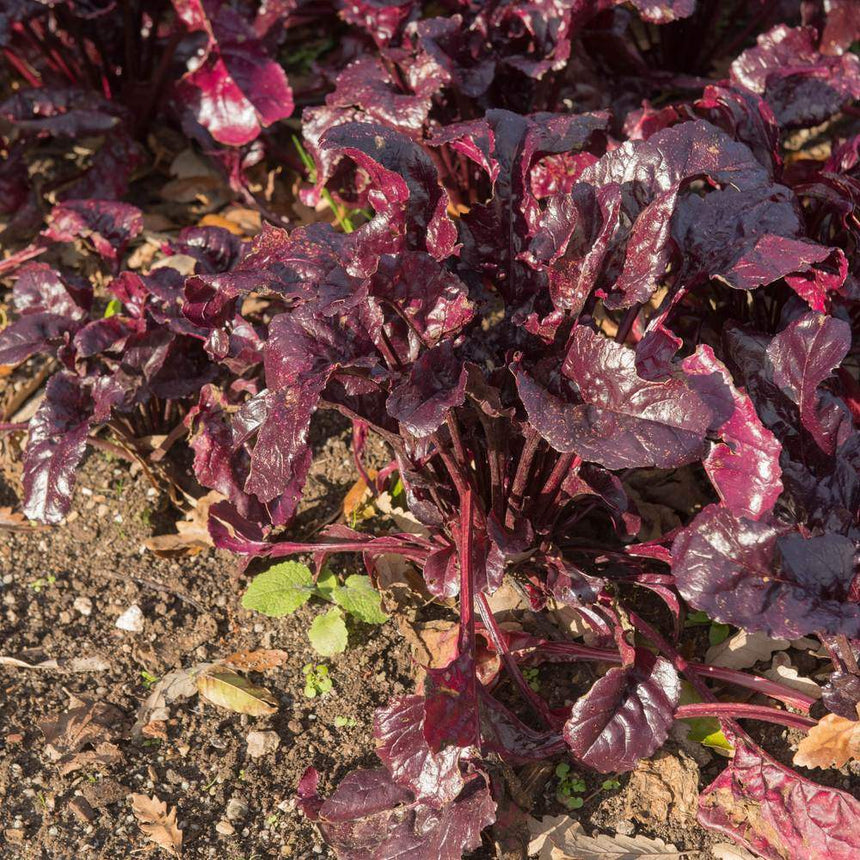 Bull's Blood beet plant with deep crimson-purple, glossy crinkled leaves growing in a rosette from dark soil scattered with dry leaves and small weed seedlings.