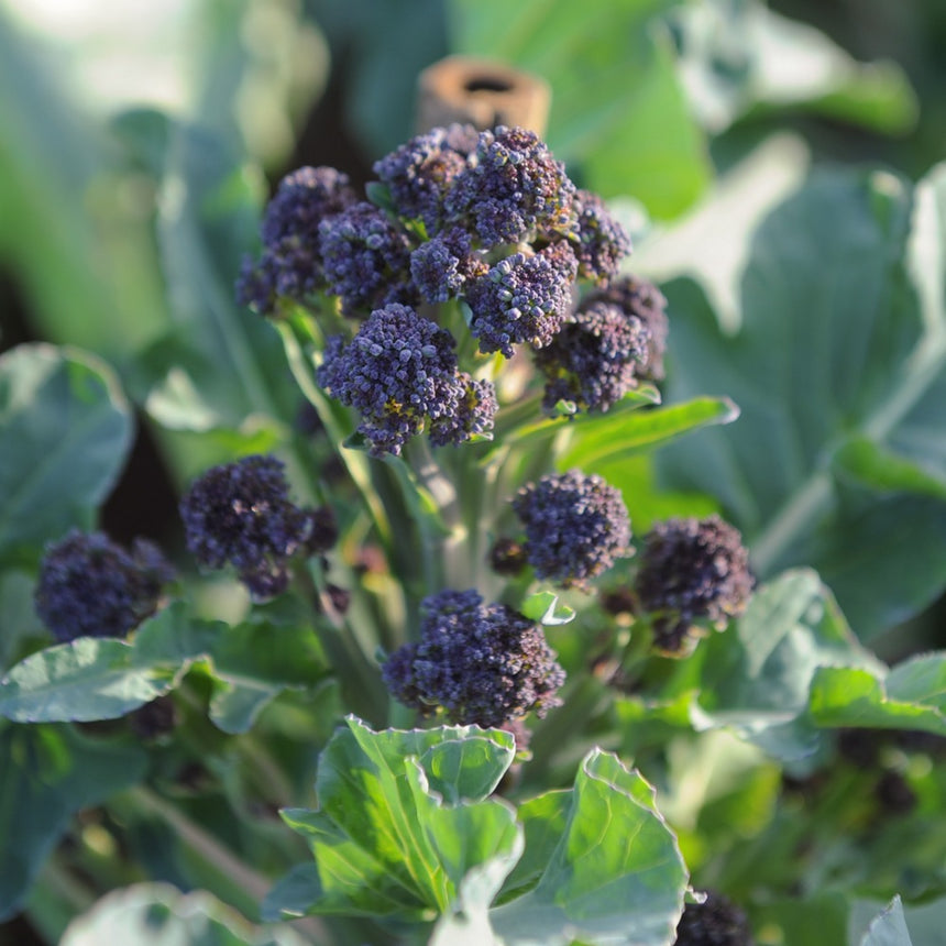 Purple-tinged broccoli plant showing several small florets clustered on thick stems amid broad green leaves, growing in a sunlit garden bed.